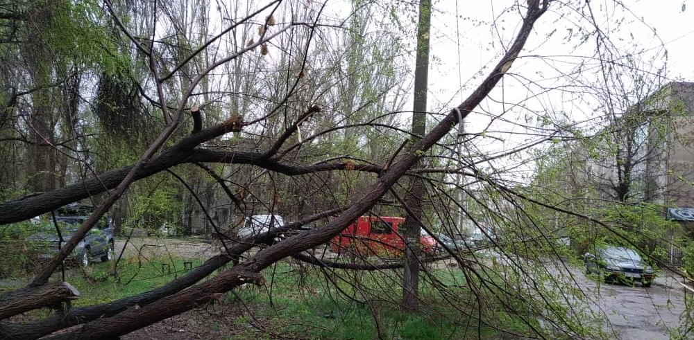 «Бишкекзеленхоз» оплатит лечение девочки, на которую упало дерево