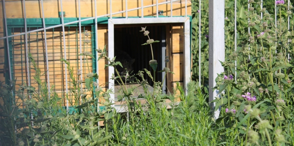 В Кыргызстане открыли Центр экологического образования и реабилитации диких животных