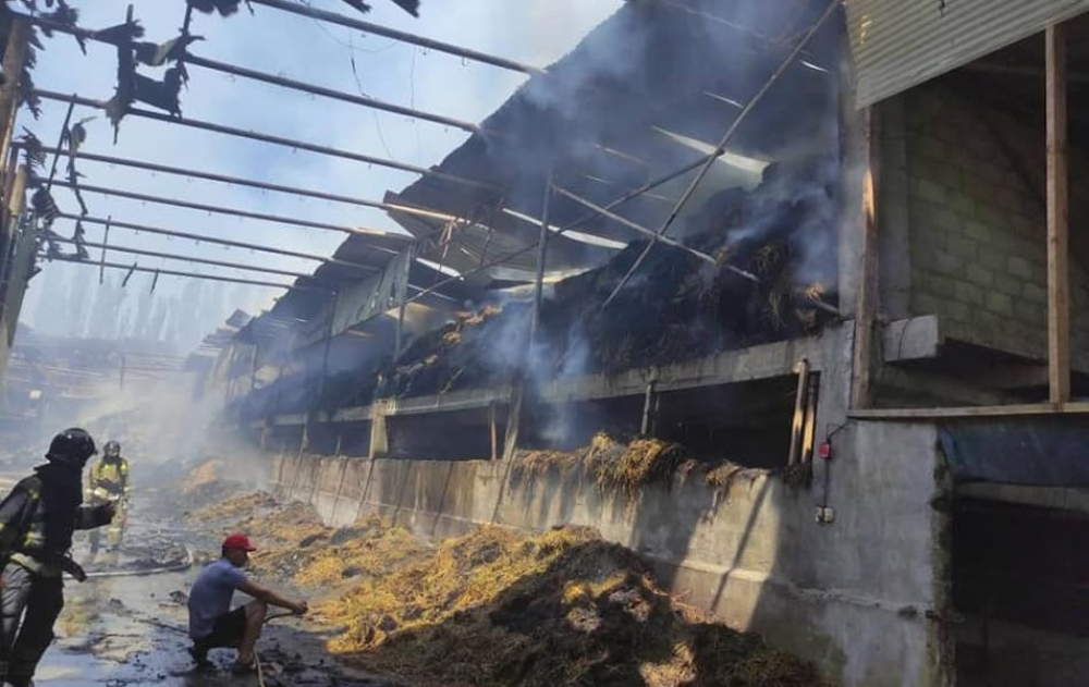 В селе Пригородное произошёл пожар на ферме, сгорели 223 быка