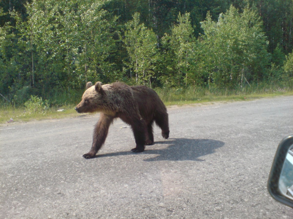 В Ошской области после нападения медведя скончался пограничник