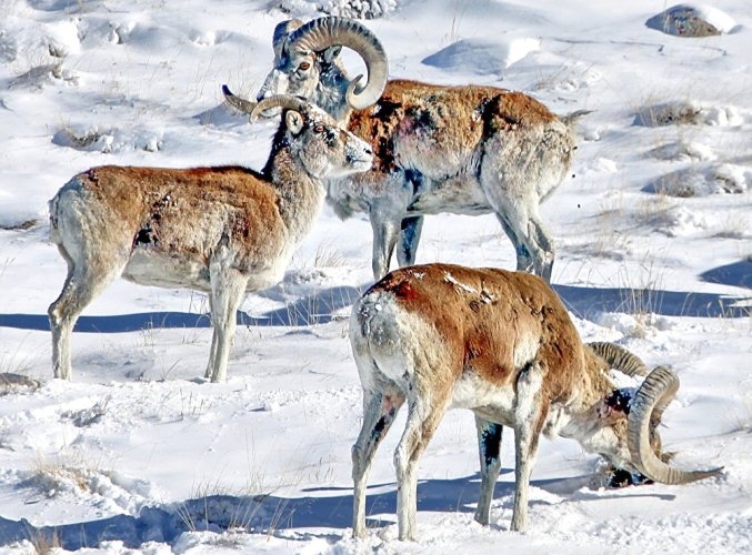 В Кыргызстане проводят зимний учет диких животных