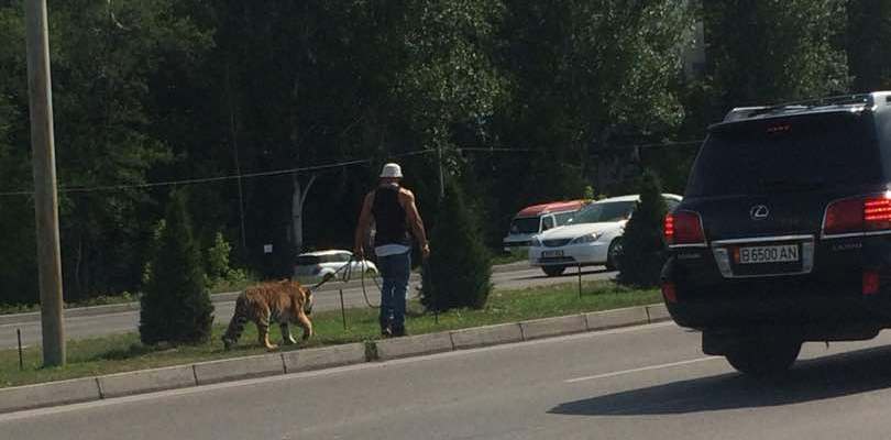 Фото идущего вдоль трассы мужчины с тигром на поводке в Бишкеке взбудоражило Интернет