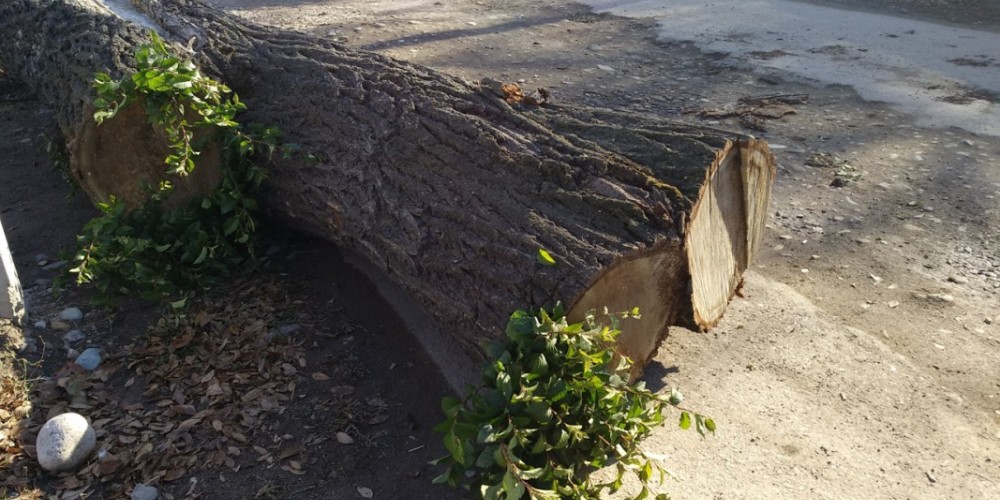 В Бишкеке три здоровых дерева карагача стали жертвами эковандалов