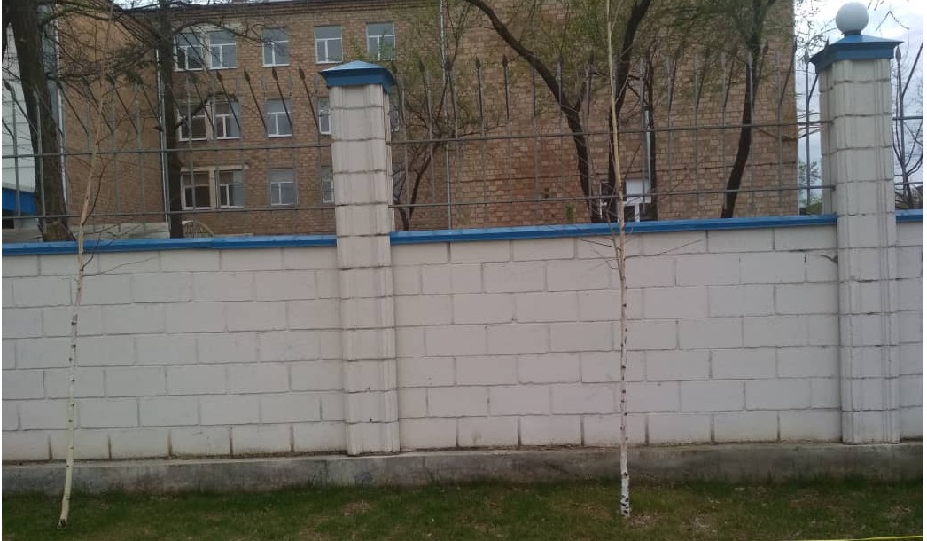Бишкекчане жалуются: на улице Малдыбаева вырубают здоровые деревья